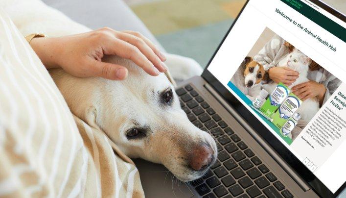 Person sitzt auf Sofa und hat Laptop auf dem Schoß. Ein weißer Labrador hat seinen Kopf von der Seite auf das Bein der Person gelegt.
