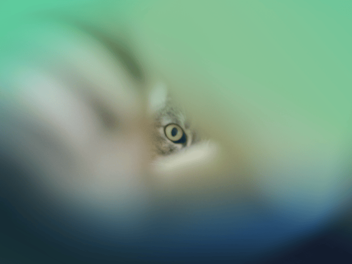 Close-up of a cat’s green eye peering through a soft, colorful blur in green and blue tones.