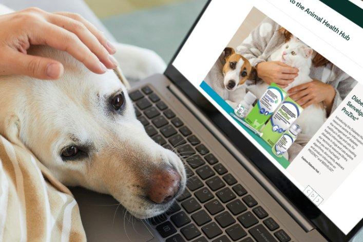 Person sitzt auf Sofa und hat Laptop auf dem Schoß. Ein weißer Labrador hat seinen Kopf von der Seite auf das Bein der Person gelegt.